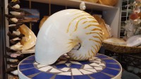 nautilus