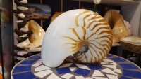nautilus