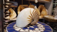 nautilus